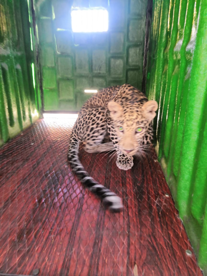 tweetsvirat's tweet photo. Hats off @MahaForest @jituramgaokar and #SGNP team fr d quick decision 2 release #leopard tht lost its way nd entered bldg in #Marol on April 1...back in the wild. Its a great lesson that successful rescue completes with the animal back in its habitat #wildlife https://t.co/ovYXYTrye1