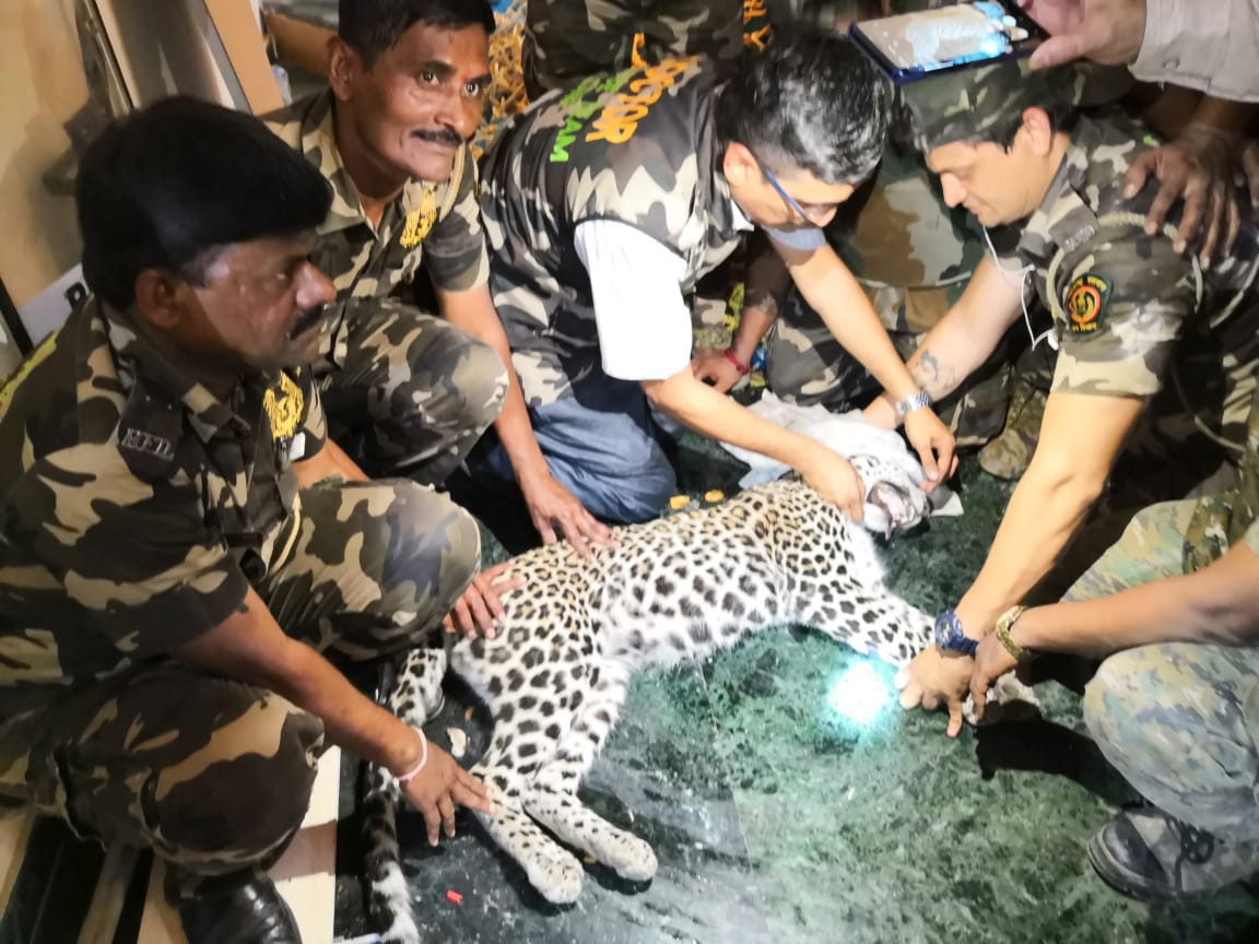 tweetsvirat's tweet photo. Hats off @MahaForest @jituramgaokar and #SGNP team fr d quick decision 2 release #leopard tht lost its way nd entered bldg in #Marol on April 1...back in the wild. Its a great lesson that successful rescue completes with the animal back in its habitat #wildlife https://t.co/ovYXYTrye1