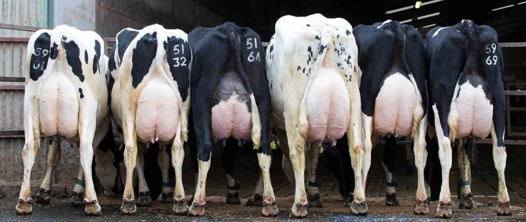 GlynALucas's tweet photo. OVER 200 HEAD SELLING TOMORROW @HHFarmstock 145 Fresh cows &amp; heifers
27 In-calf heifers
28 bulling heifers 
5 Fleckvieh Bulls #teamdairy #holstein #britishfriesain #norwegian #fleckvieh 
View catalogue here https://t.co/WVSkTaaPly https://t.co/jNneL1pzpJ