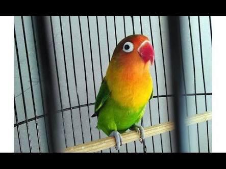triartika86's tweet photo. Cinta itu tak akan pernah mati. Tapi cinta bisa berpindah ke lain hati, kepada yang lebih menghargai. ohhh my Love Bird https://t.co/8Qp2GIwz4e