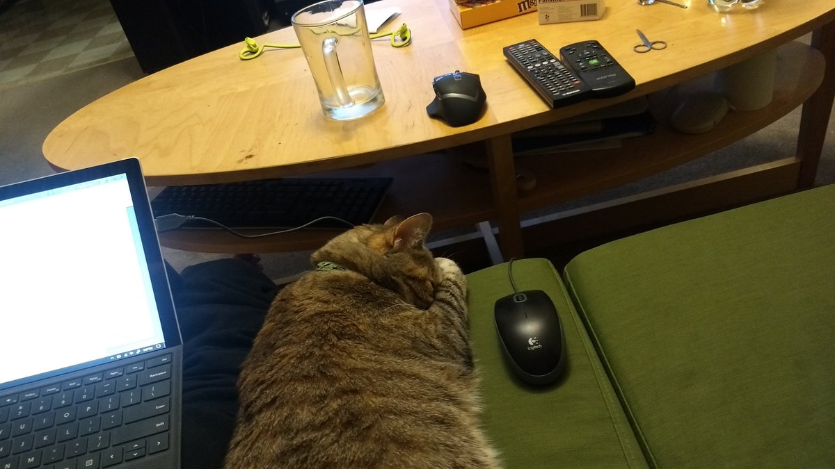 kipslife's tweet image. Dash doesn't appear to be a big fan of my writing... #cats #everyonesacritic