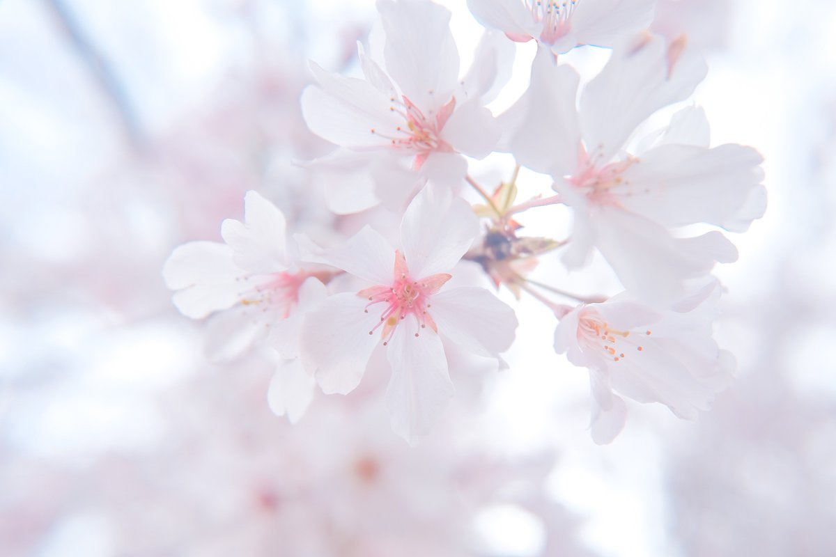「桜好きすぎて何回も撮りに行っちゃう 」|amaのイラスト