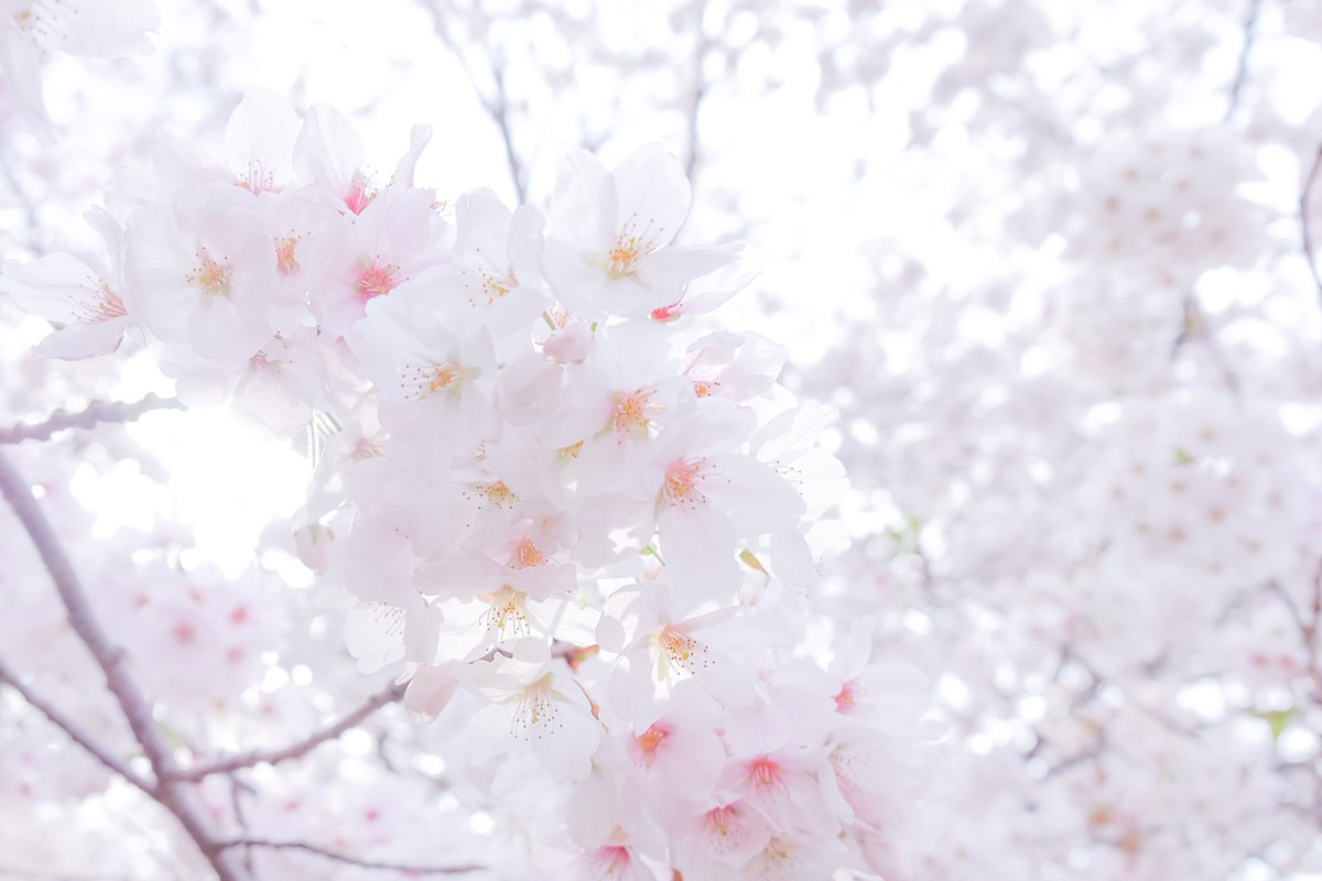 「桜好きすぎて何回も撮りに行っちゃう 」|amaのイラスト