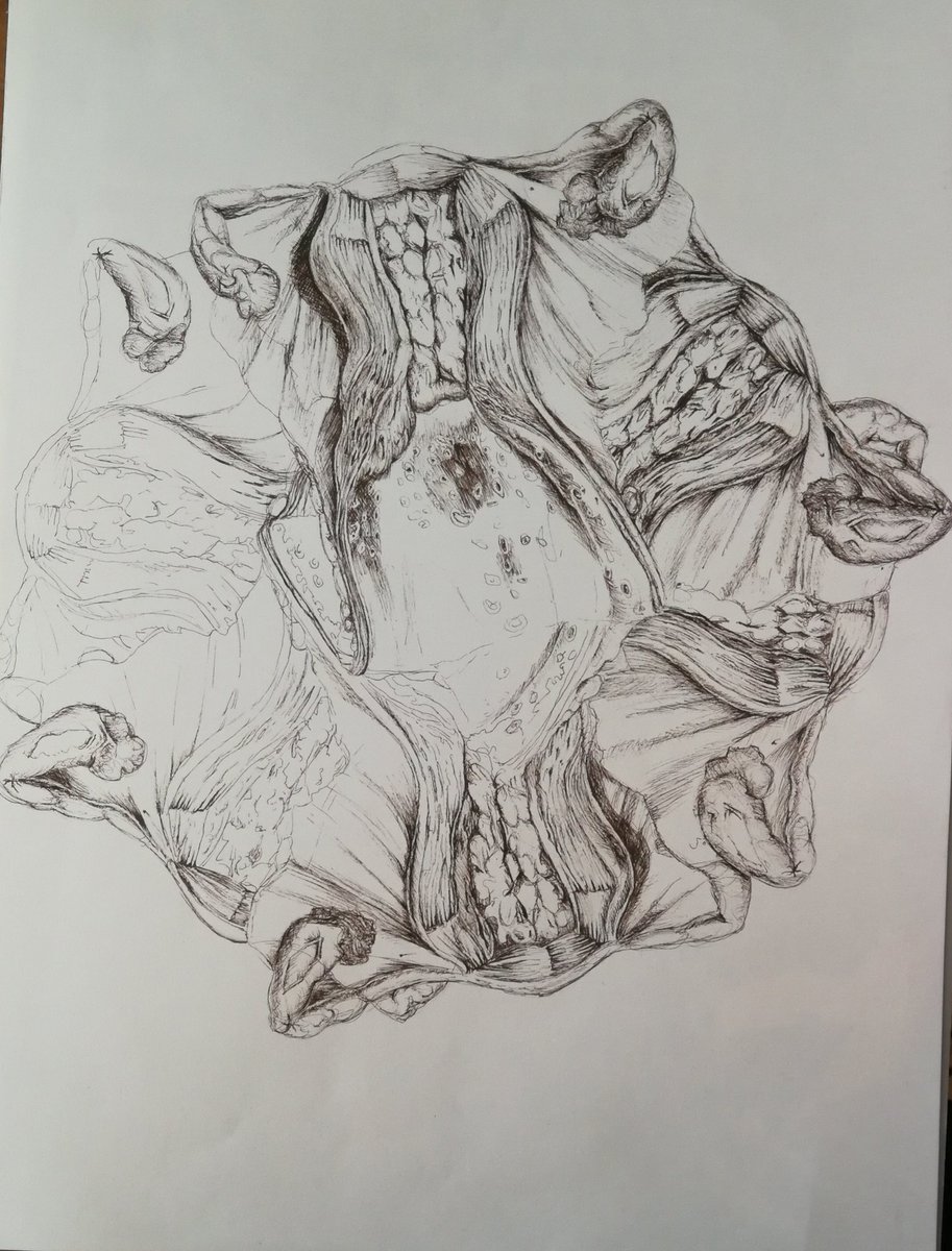 LucyLyons's tweet photo. Still really sick but after weeks finally trying to get make to making some work before I go even more crazy. #pen #Drawing #PenDrawing #pathology #Anatomy #PathologicalArt #AnatomicalArt #composite #CompositeDrawing #WIP #WorkInProgress https://t.co/VNOYLsBK7k