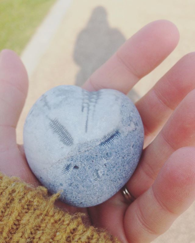 A treasure from the local beach, nature is always there ready to inspire! ift.tt/2UraaxZ