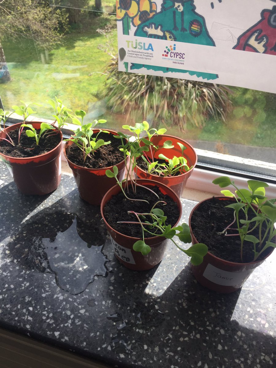MsMcCarthy10's tweet photo. We planted radishes with the gardening group a few weeks ago. They have grown so much! We are excited to watch them grow 🌱🌿🍃 https://t.co/PFe1w5RRMC