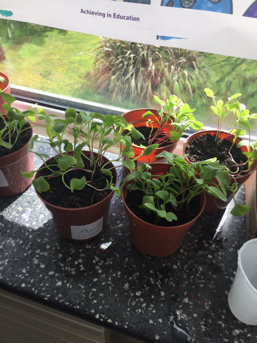 MsMcCarthy10's tweet photo. We planted radishes with the gardening group a few weeks ago. They have grown so much! We are excited to watch them grow 🌱🌿🍃 https://t.co/PFe1w5RRMC