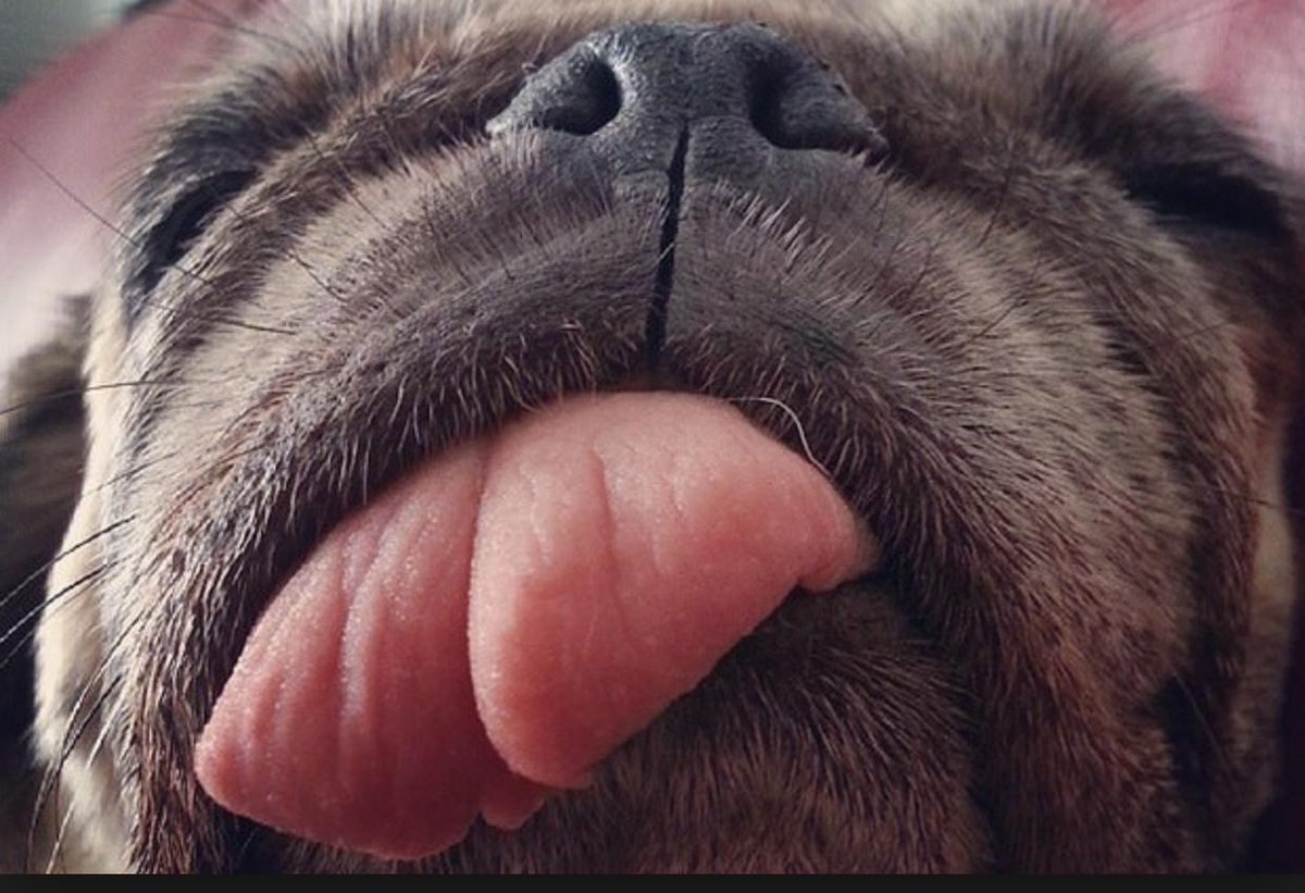 PerfectPoochesP's tweet photo. #TongueOutTuesday 👅 😛 Check out this cutie! #Pug #DogsofSocial #Dogs #PerfectPooches #DogTraining #Training #DogTrainingNJ https://t.co/q1c0vliIOV