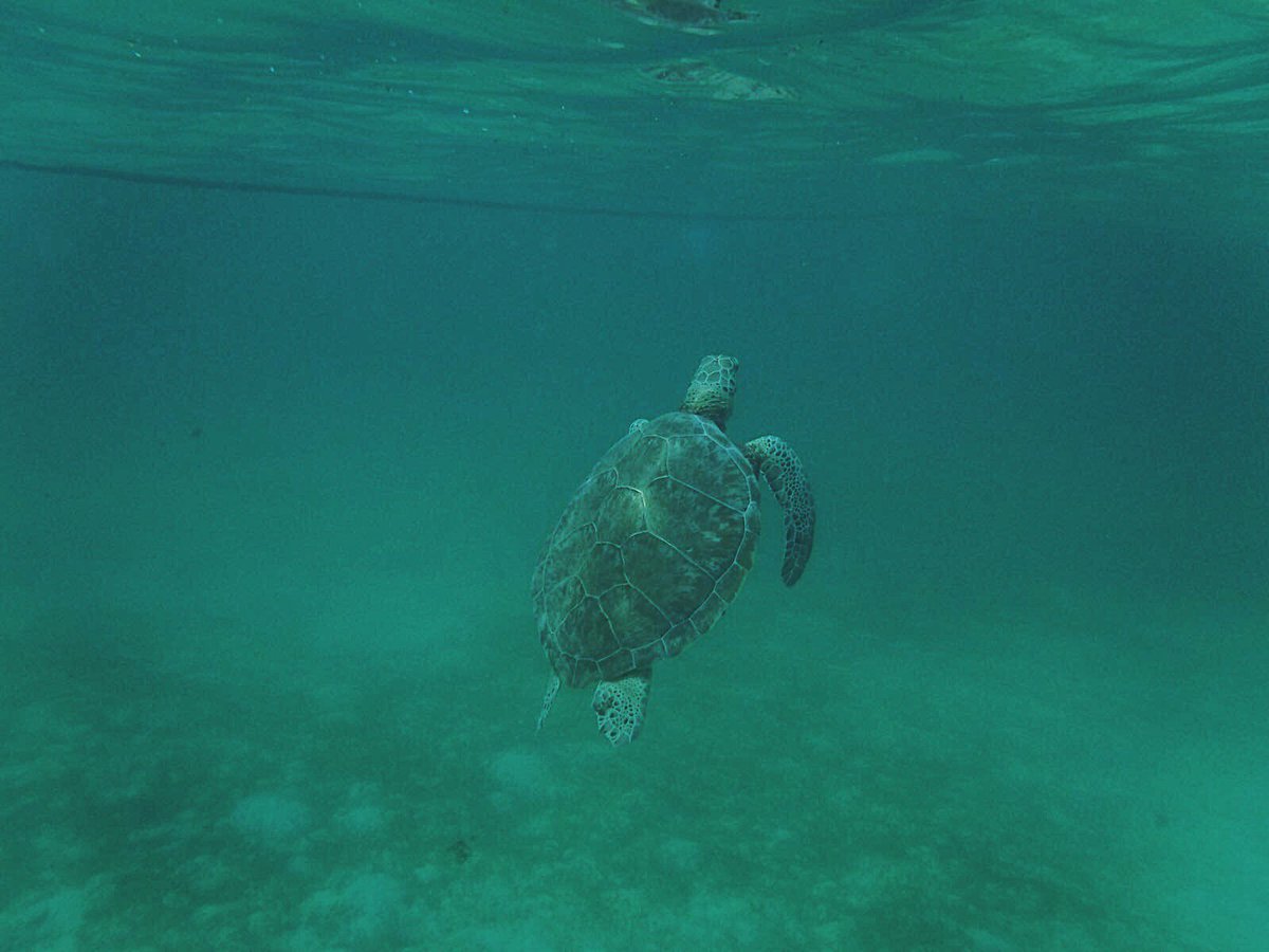 MissMarstonGeog's tweet photo. ...would rather be surveying the beautiful seagrass meadows and juvenile Green Sea Turtles in Akumal right now with @opwall 🌊 #cheloniamydas #thalassiatestudinum #syringodiumfiliforme #halodulewrightii @ProjectSeagrass @BoardshortsBen #marineconservation #blueplanet https://t.co/p7pSiXrzy6
