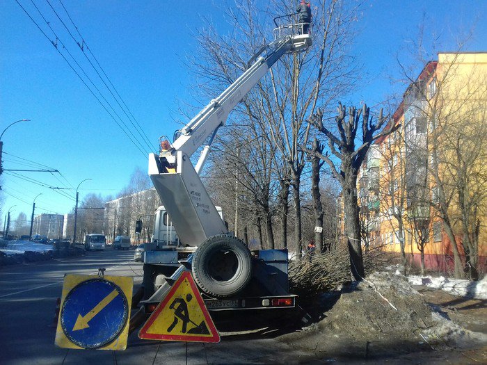 "Ивгорэлектросеть" начала применять формовочную обрезку деревьев ivges.ru/doc.jsp?id=109…