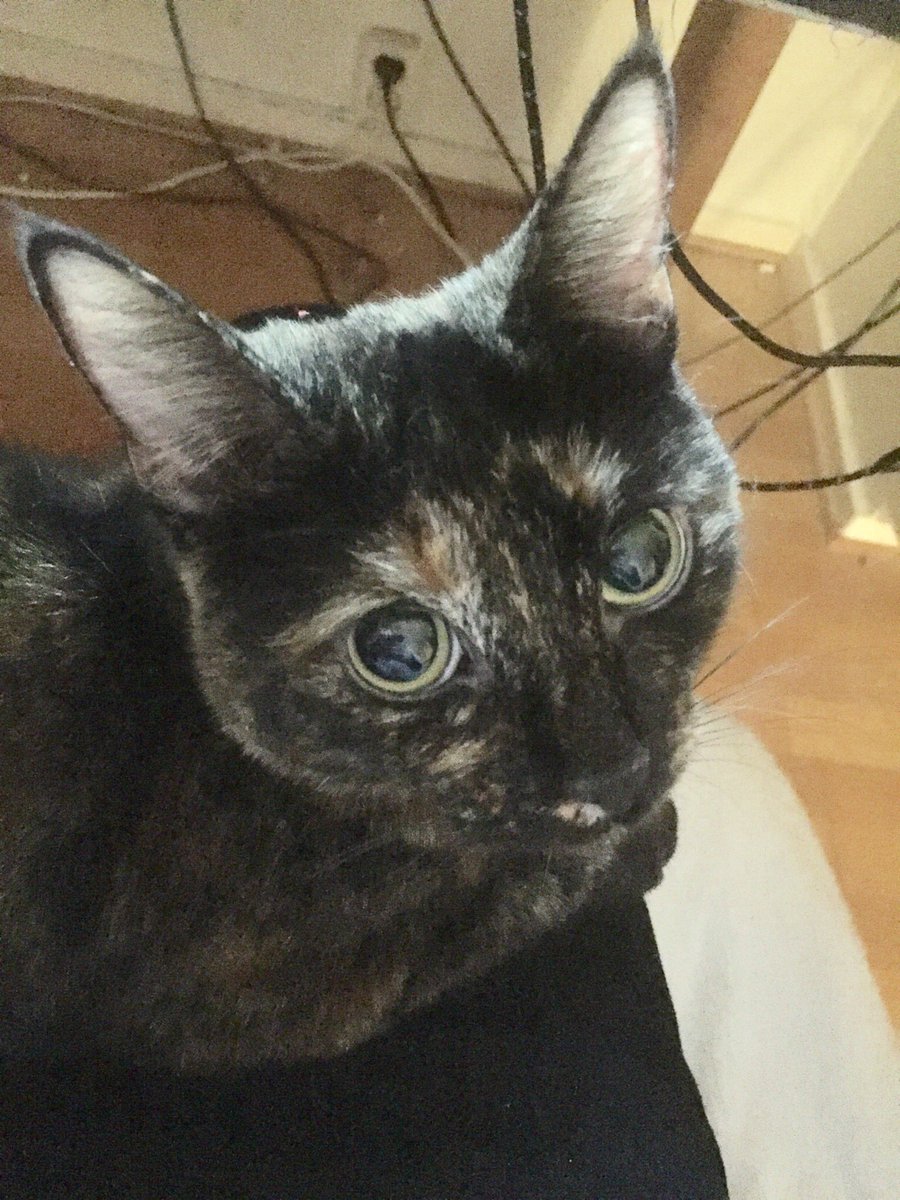 MartinMaraon99's tweet photo. Ow i love My dog ❤️ #cat #cute #deep #skrt https://t.co/LyKou5UxAo