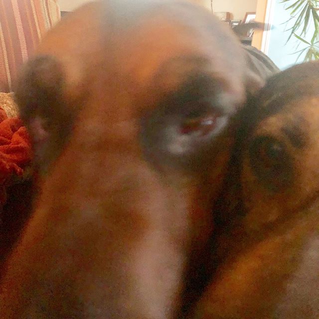 QuiteFetching17's tweet photo. Mom are you up? Mom. Mom. Mom it’s time to get up. You up? #mychildren #mykidshavepaws #nosleepingin #playtime #lovemybabies #lovethem #dogs #dogsofinstagram #dogsofnewengland #dogofmassachusetts #worcester #graftonma #dogsofworcester #dogsofboston #heym… https://t.co/iYDaF4sOs9 https://t.co/rIS6iyjdZY