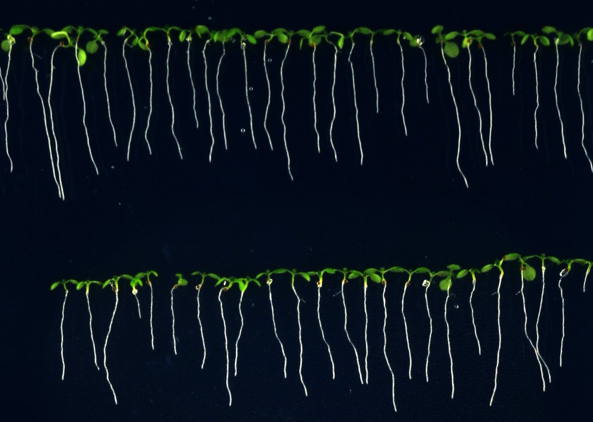 cragenomica's tweet photo. MyRoot: Intel·ligència artificial per mesurar arrels 🌱💻 Una col·laboració entre els equips de @Ana_CanoDelgado CRAG &amp; @xavi_sevillano @LaSalleBCN desenvolupa un #software obert per a la comunitat investigadora https://t.co/ZFoxEyNrn7 https://t.co/KJGgjeBgim