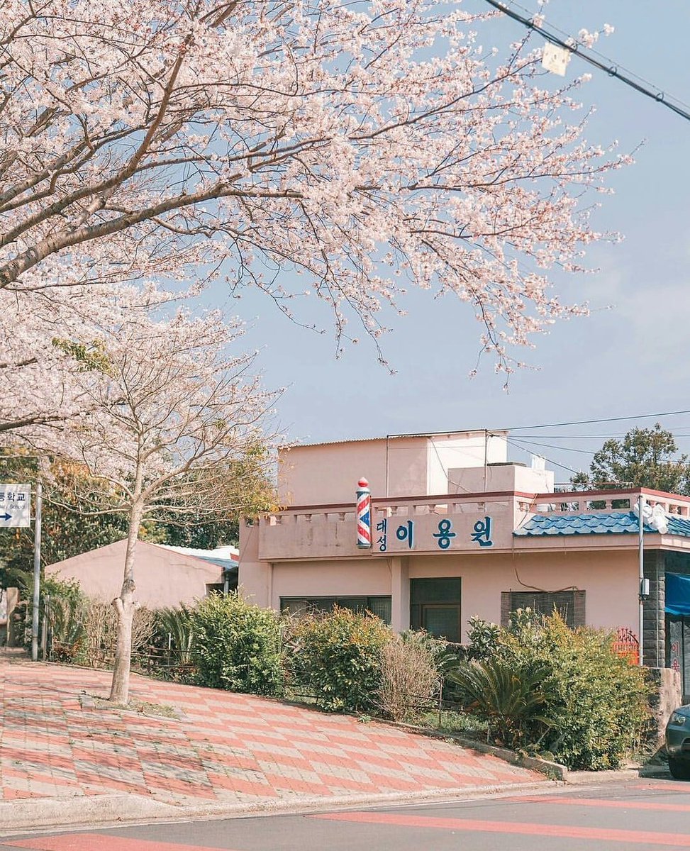 #SAKURA #แจกรูป