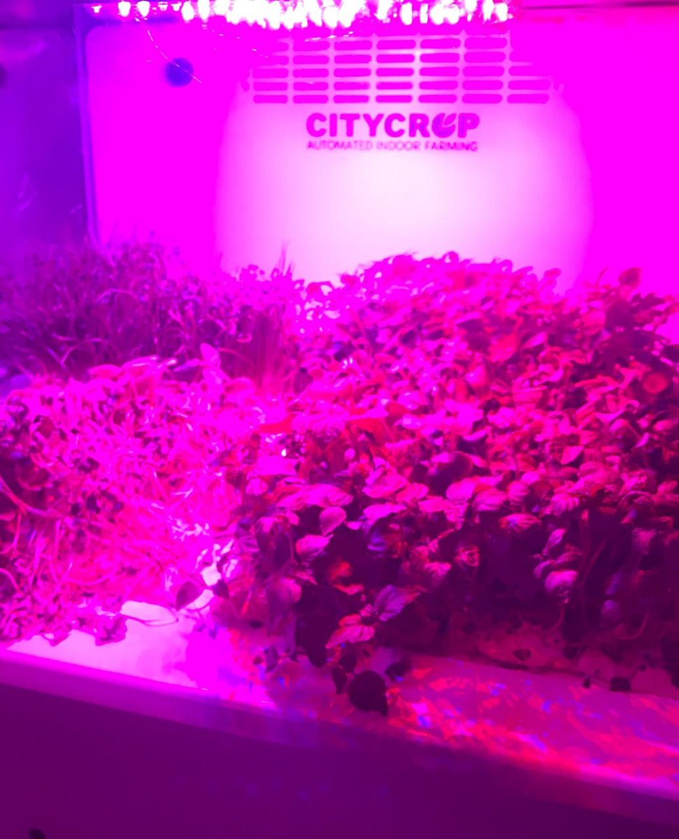 CityCrop's tweet photo. Let's grow superfood MicroGreens!! 
#microgreens #microgreen #microgreens🌱 #farmfreshmicrogreens #farmtotable #centralvalley #farmtofork #superfood #fresnofood #fresnoeats #fresnofoodie #eatpretty #nutrientdense #eatright #healthyfood #gourmetfood #gourmet #nourish #wholefoods https://t.co/Q3GfA1jh7n