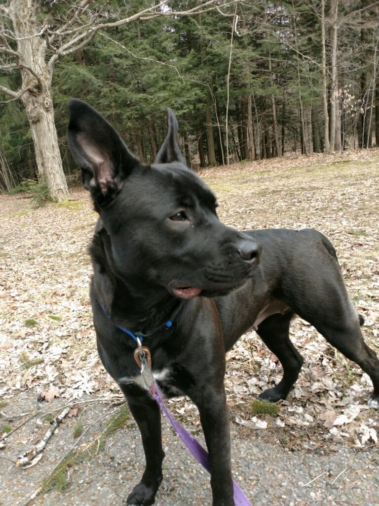 Hollerzzz21's tweet photo. So majestic...
#pitbullshepherd #DogsofTwittter #dogsofbuffalo #716dogs https://t.co/KWdS7o9zm0
