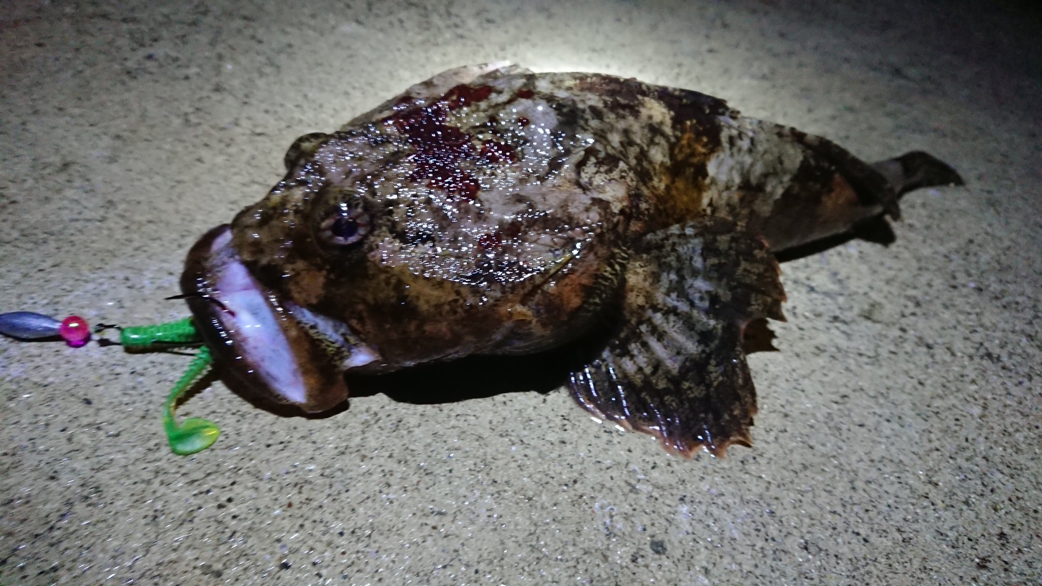 海斗水産 宮城 仙台釣り やったぜ ボッケget 40前後のナイスサイズ 魚釣れて最高に嬉しいわ テキサスに緑のシャッドね 宮城 釣り ボッケ T Co Mlkcy9wot9 Twitter