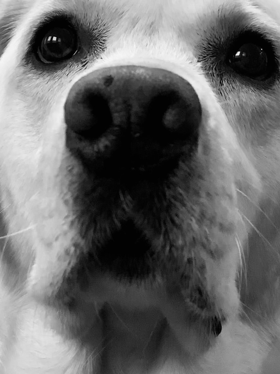 HaleysAGoodDog's tweet photo. I got my eye on you....and those cookies. #arenticute #arenticutethough #puppydogeyes https://t.co/cbO7XhWkew