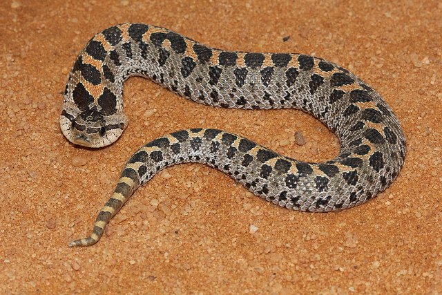 MyFWClife's tweet image. FWC Fact: Florida has only 6 species of venomous #snakes. The remaining 38 Florida snakes are harmless. #fact