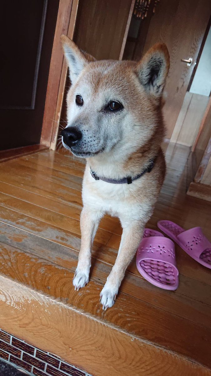 balton0904's tweet photo. 母親のお友達から飼い犬を探してほしいということで拡散希望です。

北九州の八幡西区らしいです。

#迷い犬
#拡散希望 https://t.co/NyO2S5TYlj