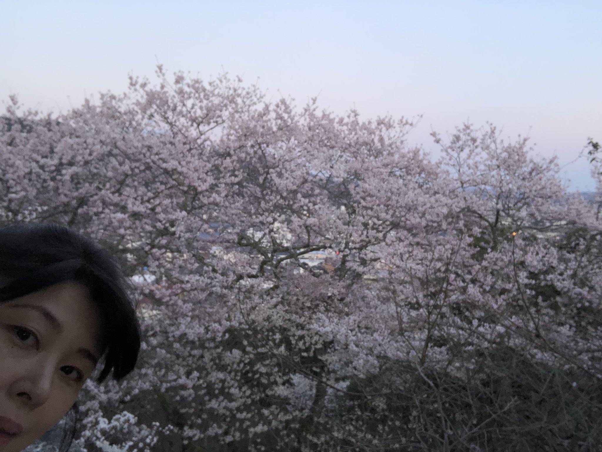 尾関山公園ライトアップ Twitter Search Twitter