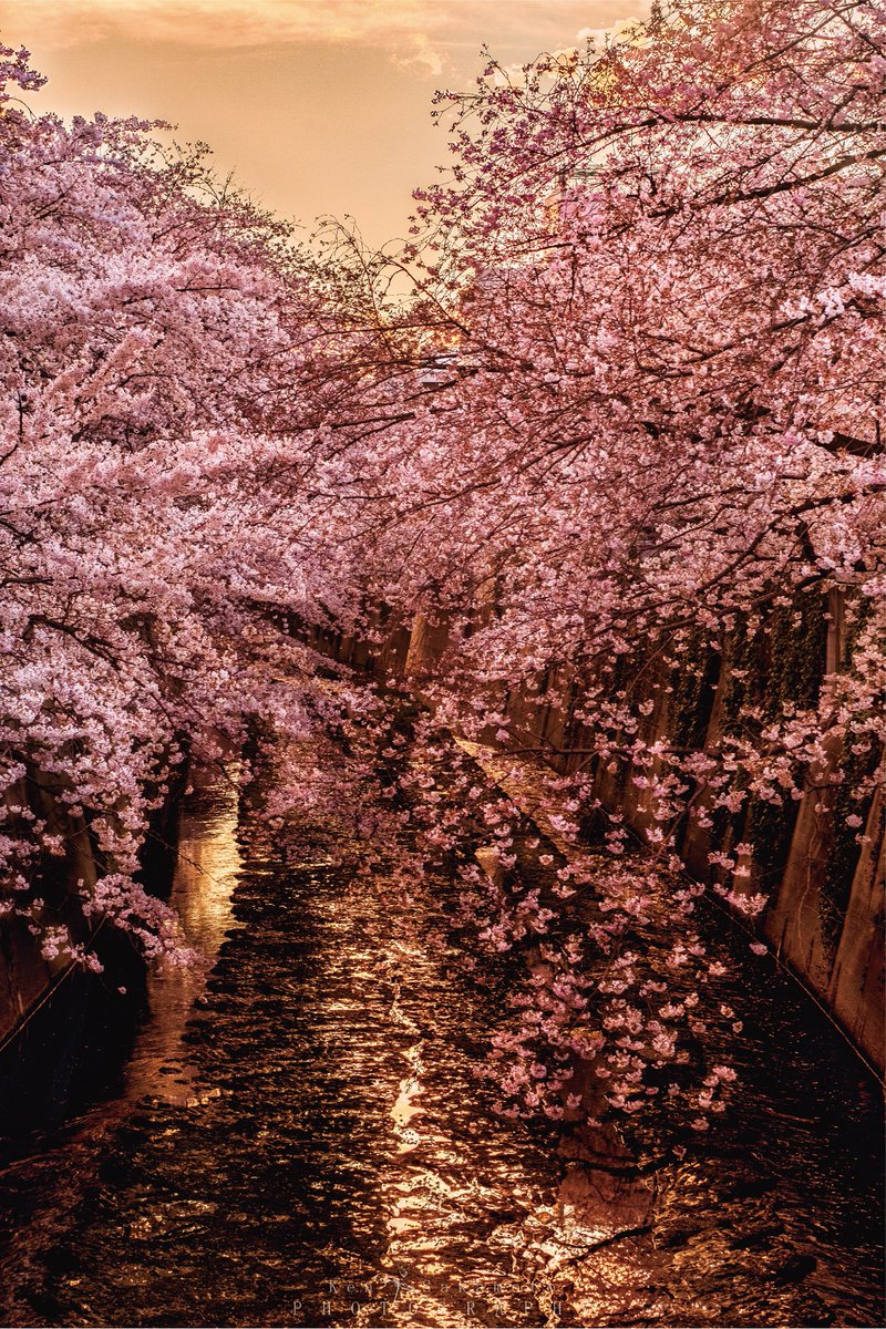 matcha_musipan's tweet image. この時期になると撮影地開拓に勤しんでしまう。

※目黒川ではないです！
#PASHADELIC
#Luminar
#東京カメラ部