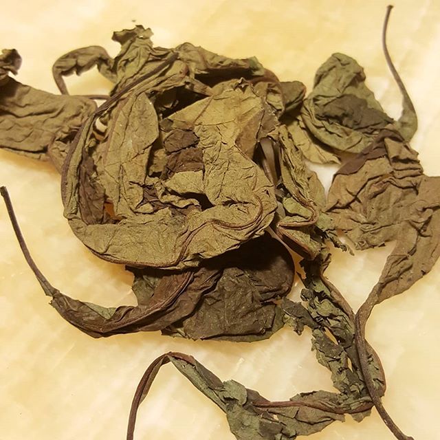theKitchenLab_'s tweet photo. Some family friends gave my parents a bag of these squiggly dried foliage. It originates from South Africa and are called bitter leaf (vernonia amygdalina). They’re said to work miracles and are super duper beneficial to…

📸 https://t.co/iL6EHfQ79Z via https://t.co/BtlgR7v4EV https://t.co/InZoQiEdNA