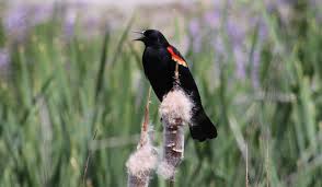 VTStateParks's tweet photo. Red-winged blackbirds: check
Song sparrows: check
Robins: check, check, check
Cardinals: check
Blue Jays: check
Mourning Doves: check

Lots of birds singing their mating calls. What are you hearing right now? #VT #Vermont #birds #spring https://t.co/VJn91tQofr