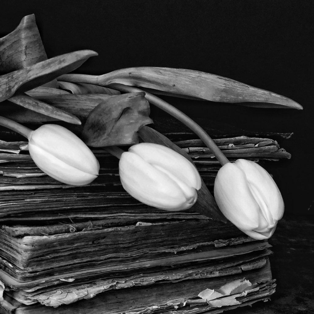 JuNorth's tweet photo. Spring comes in black and white as well https://t.co/FEih3Scesz