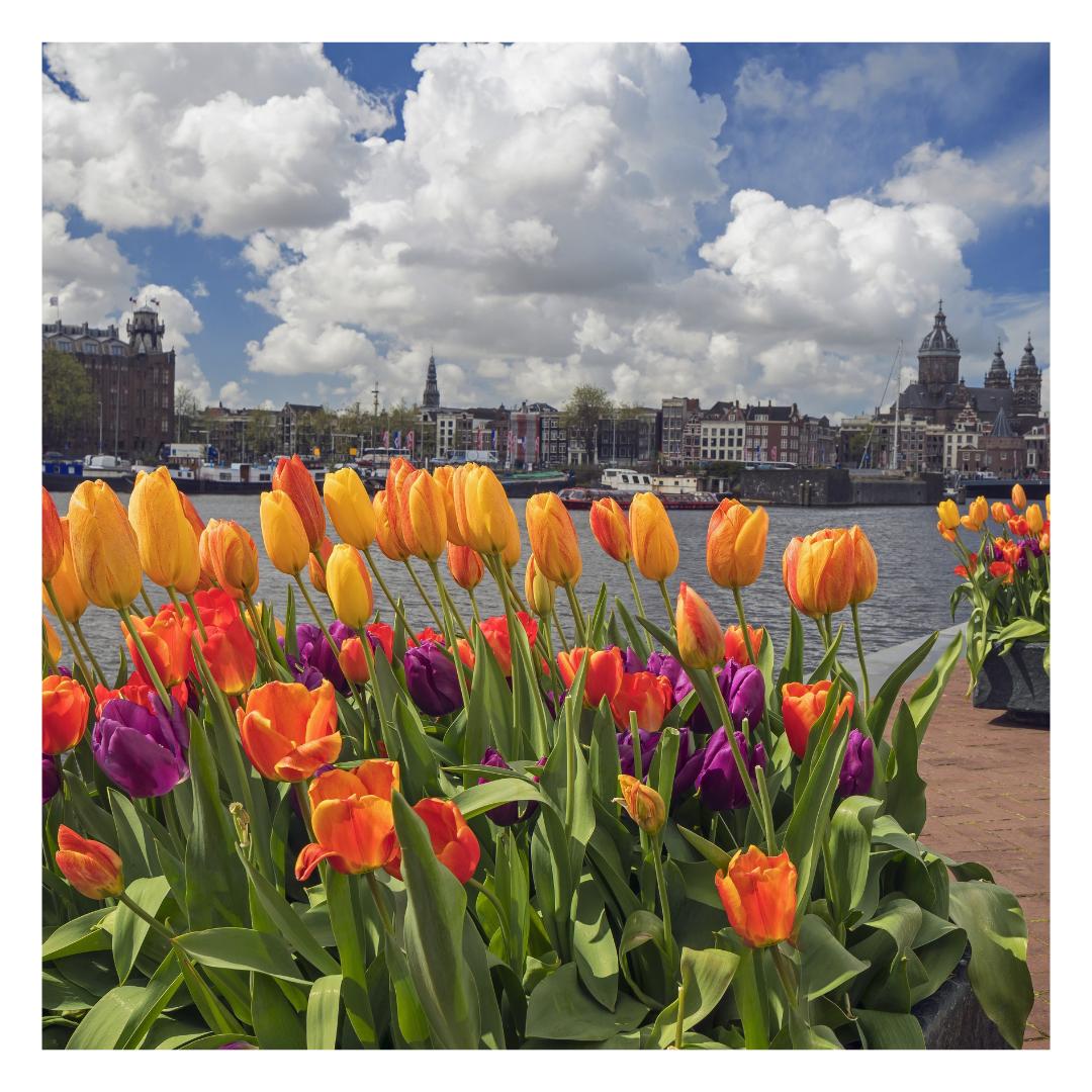 TULP FESTIVAL
•
Half a million tulips will be planted in open soil and in pots all over the city at a total of 85 locations.
•
Stroll or cycle past parks and squares, streets and canals, gardens and flower beds.
•
#happy #tulips #spring #tulipfestival #holland #netherlands