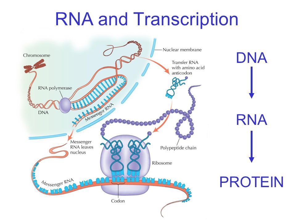 Аппарат рнк. DNA RNA Protein. Transcription DNA RNA. Protein biosynthesis. РНК.