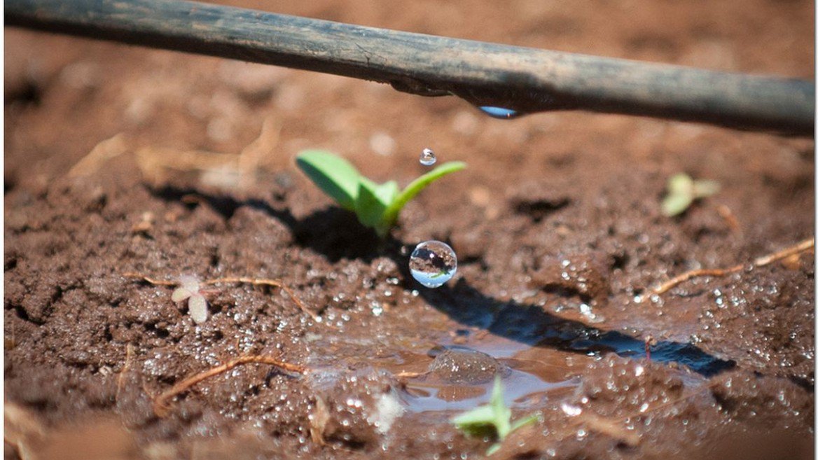 IrriHub's tweet photo. We support action to combat #ClimateChange. We have always campaigned for a proactive approach to facilitating use of drip irrigation for farmers.

Our irrigation solutions help save energy, water &amp; fertilizers, reducing the resource burden on the planet while increasing yields. https://t.co/rzHBUPChHZ