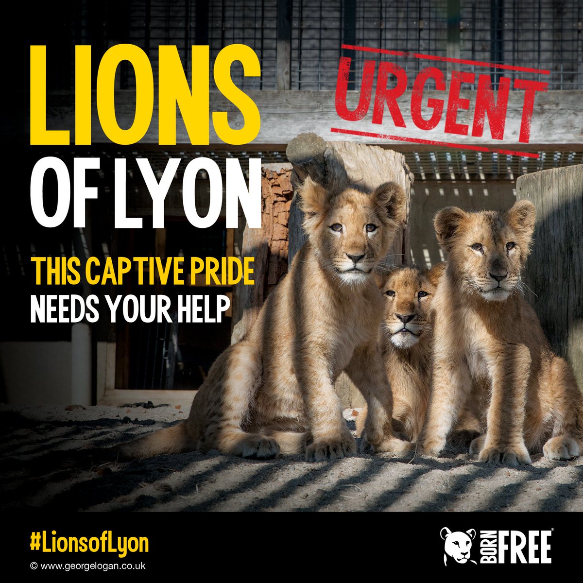 You can help the #LionsofLyon! All only a few months old, four little lion cubs were taken from their mothers before they were weaned and found in terrible suffering. You can help give them a lifetime home in South Africa. Please help the #LionsOfLyon: bornfree.org.uk/lions-of-lyon 🦁