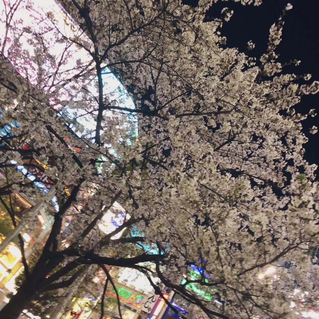 渋谷桜 渋谷桜