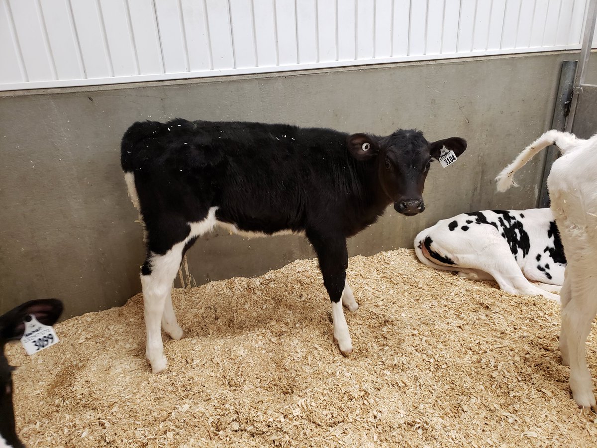 JakeVermeer's tweet photo. Excited to have the #2 heifer in Canada for being homozygous polled!
#aprilproofs #polled https://t.co/FwYpkhGjlj