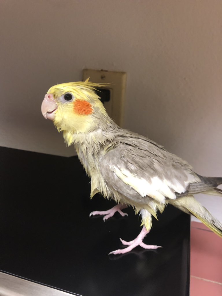 francesmakep's tweet photo. idk what is happening but sunnie flew into the shower this morning with me 😭😭 i guess her one bath wasn’t enough https://t.co/bg0GFZxynQ