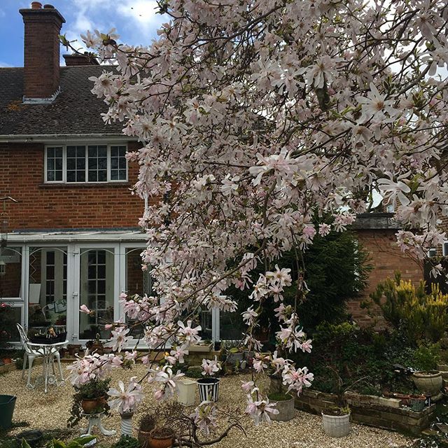 Choclette8's tweet photo. Our magnolia has been magnificent this year. It came out in February and has been flowering non-stop ever since. .
.
.
.
#magnolia #springflowers #floweringtree #springtime #springgarden #fbc19uk #scrumptiousspring #scrumptiouslife #floweroftheday @farme… https://t.co/JwkcA0bDhu https://t.co/kbhOl4QcJH
