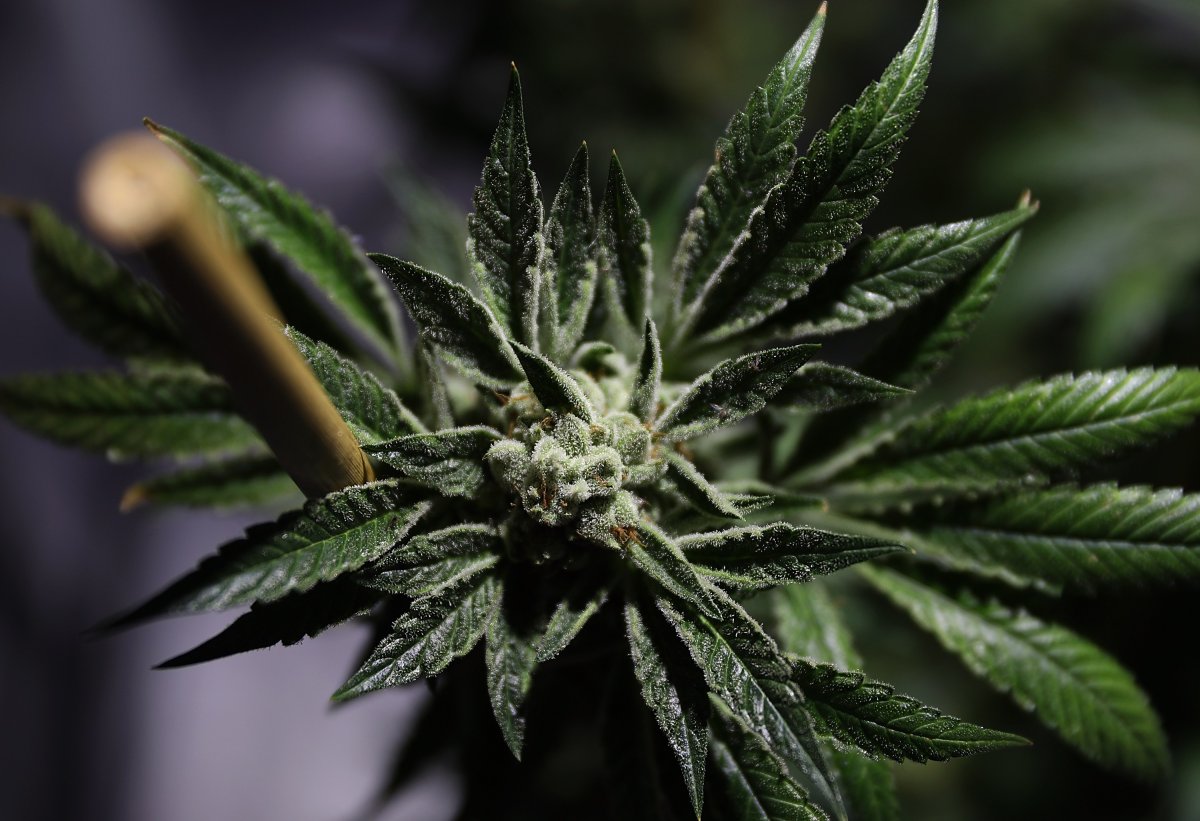 THEMMEXCHANGE's tweet photo. Advocates 'not giving up' on fight to pass medical marijuana 

https://t.co/K5E5naeMWg #MME #medicalmarijuana #cannabis #KY #Kentucky https://t.co/Wjsa45Snhi