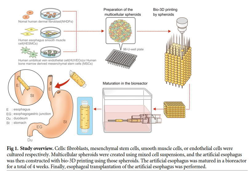 BlueOceanPharma's tweet photo. Japanese researchers use scaffold-free 3D bioprinted tissues for regenerative medicine https://t.co/uNAj0eH70G https://t.co/6bCENNVNN9