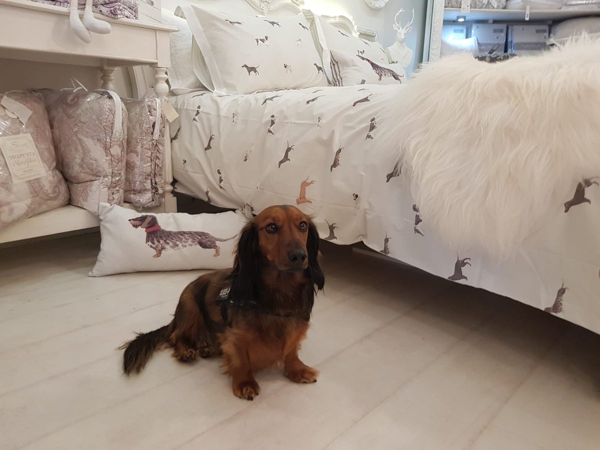 This little ones a big fan of the new Sophie Allport Woof bedding! #lytham #lythamstannes #woof #sophieallport #lythamgreen hiddenjemlytham.com/bedding-quilts