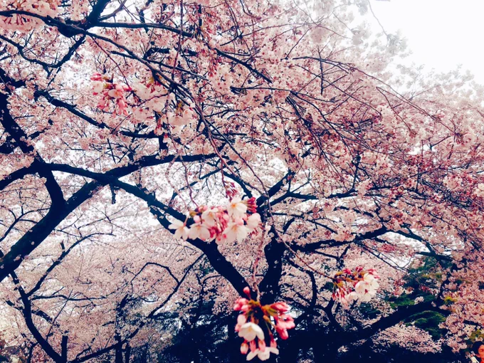 みんなでワイワイお花見して楽しかったなー!!風吹いたら全身芝生まみれになって笑った 