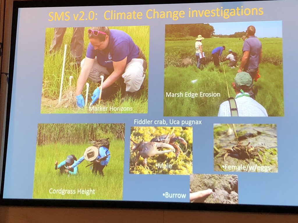 PIE_LTER's tweet photo. Liz Duff @MassAudubon describes how our Salt Marsh Science program is incorporating new questions directly related to current PIE research #bankerosion #fiddlercrabs. https://t.co/TwMLJ3DR6C