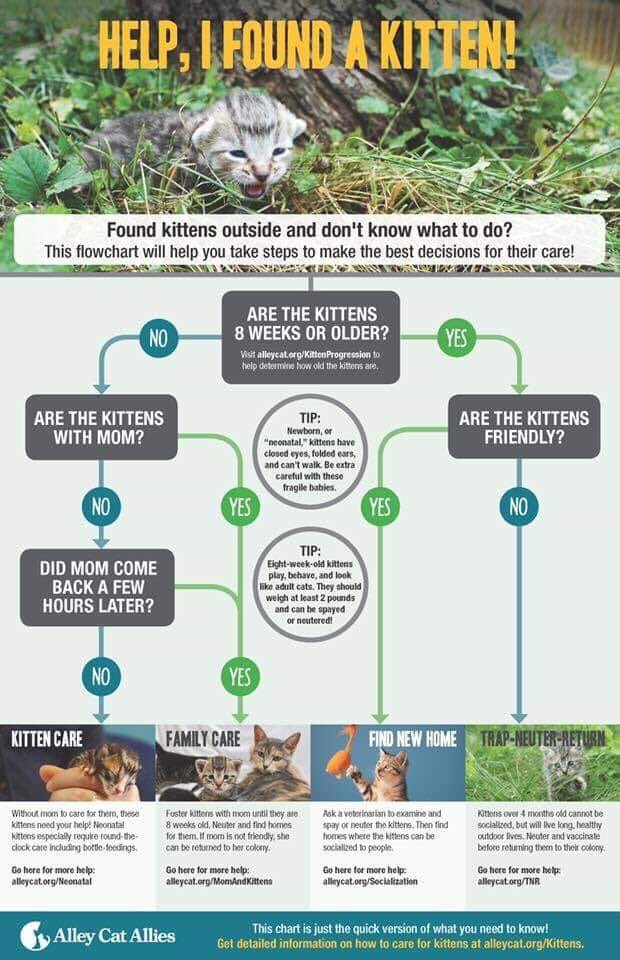 afl_rescue's tweet photo. Have you found a kitten and don’t know what to do? Here’s a guide to help you decide what to do! #kittenseason #springishere https://t.co/BecKEHtdS9