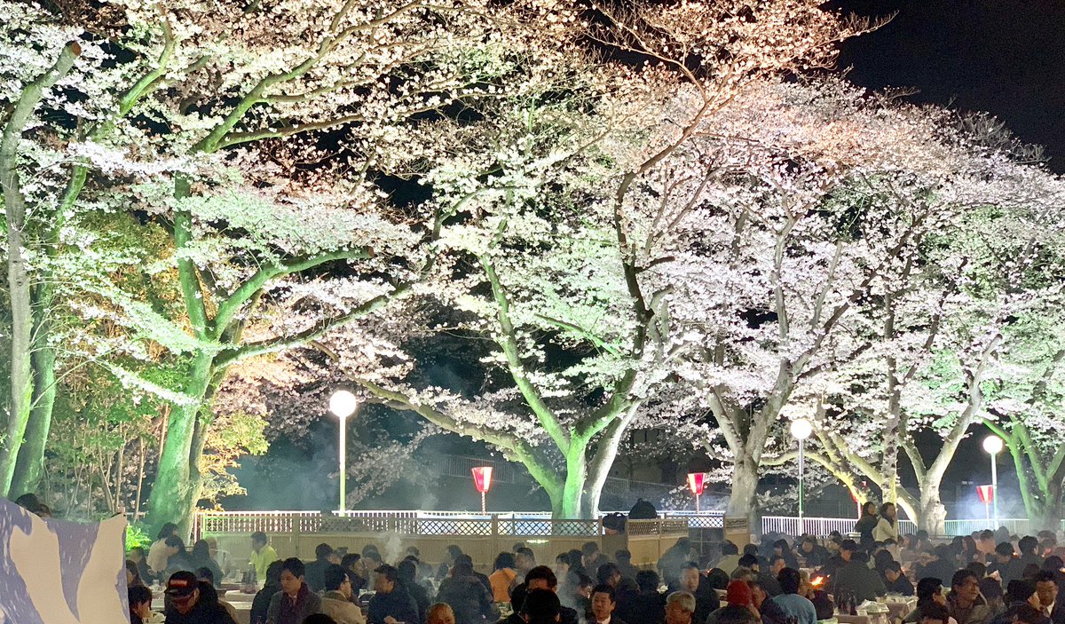 運転の練習がてら砧公園の桜ととしまえんの夜桜を楽しんできた〜。 