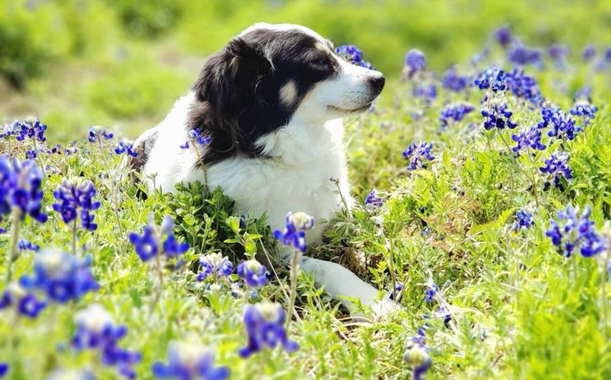 barkandzoom's tweet photo. What's better than a field of bluebonnets? Dogs in #bluebonnets! Here is a selection of some of the very good dogs posing next to our beautiful state flower.

https://t.co/Wm66c2MDHD https://t.co/nFCbkLkMC9