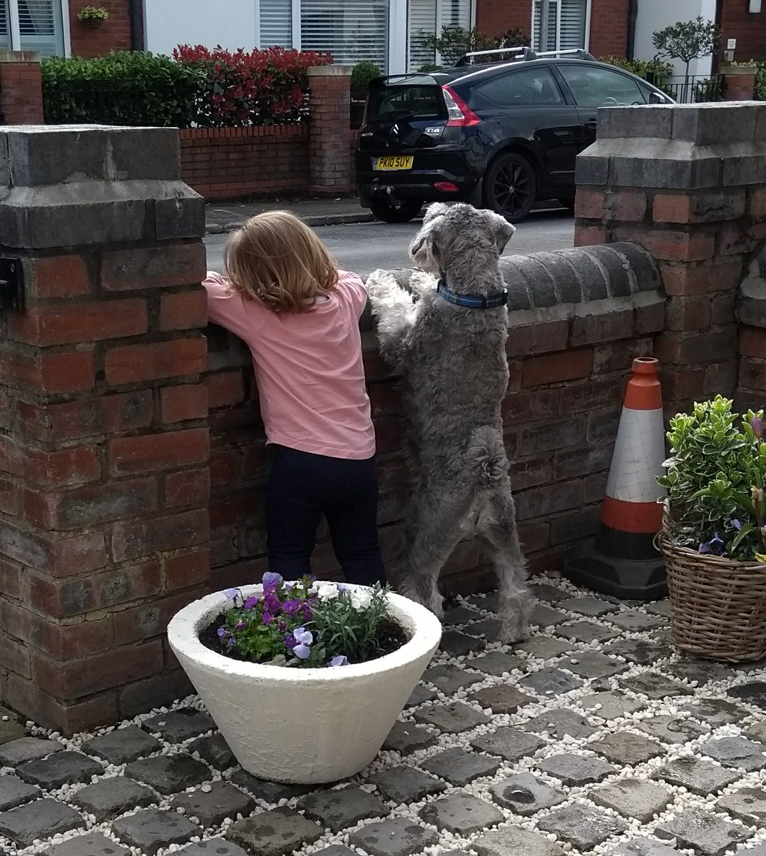 How cute is this my granddaughter and George watching a dog walking down the street lol. 
#grandaughter #minatureschnauzer
#SchnauzerGang #cute #adorable