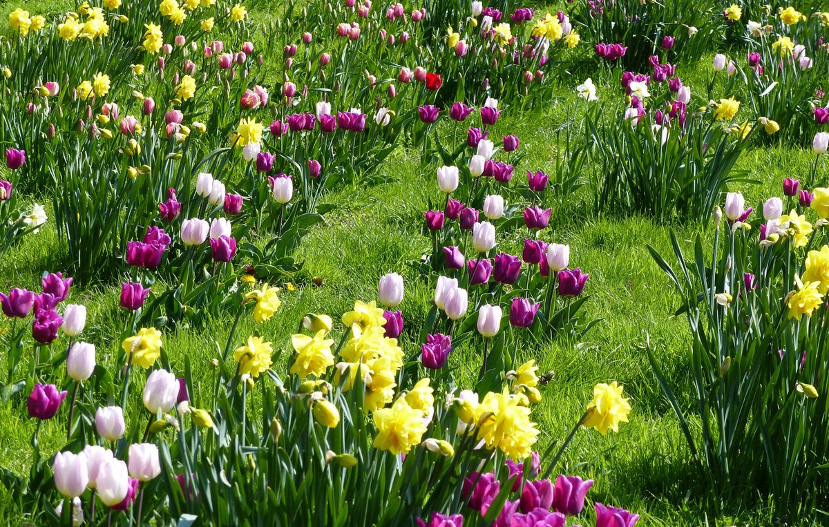sherbornecastle's tweet photo. New for 2019 pink tulips and daffodil combo. Do you approve? #whattogrowthisspring #discoversherbs #sherborne https://t.co/8tIsSqweHb