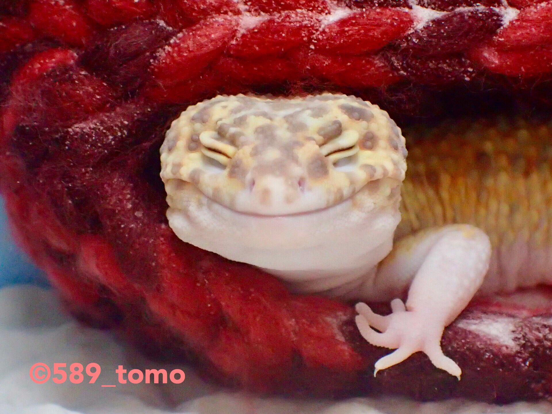 Twitter 上的 Kohaku この笑顔 最高に癒される Leopardgecko ヒョウモントカゲモドキ レオパードゲッコー 爬虫類 かわいい いやし T Co Crmilffnca Twitter
