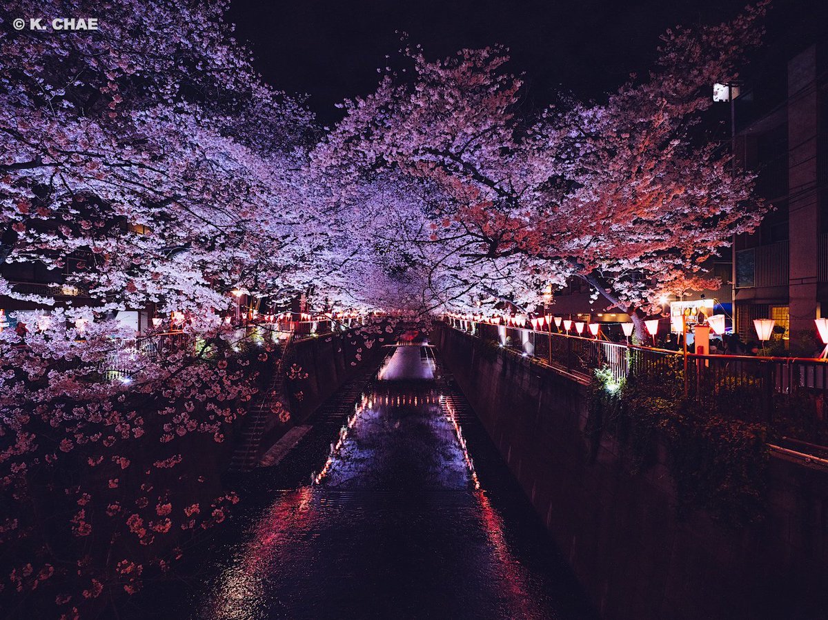 케이채 (K. CHAE) tweet media