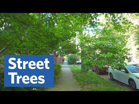 CityofGresham's tweet image. Shade is just one of the many benefits trees provide in urban areas. In this video, An Ode to Street Trees you will learn about the top five benefits and what it takes to maintain a verdant urban forest. Video: bit.ly/2YINmZJ 
#TreeFactTuesday  #ArborMonth